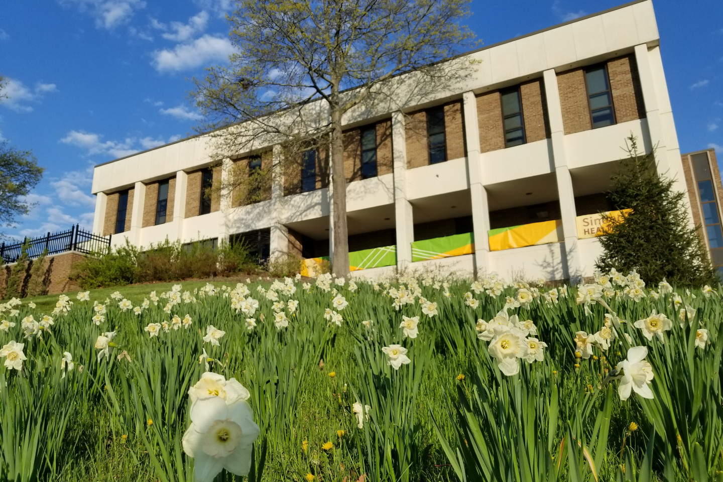 Sindecuse Health Center building pictured with a grassy slope full of blooming daffodils.